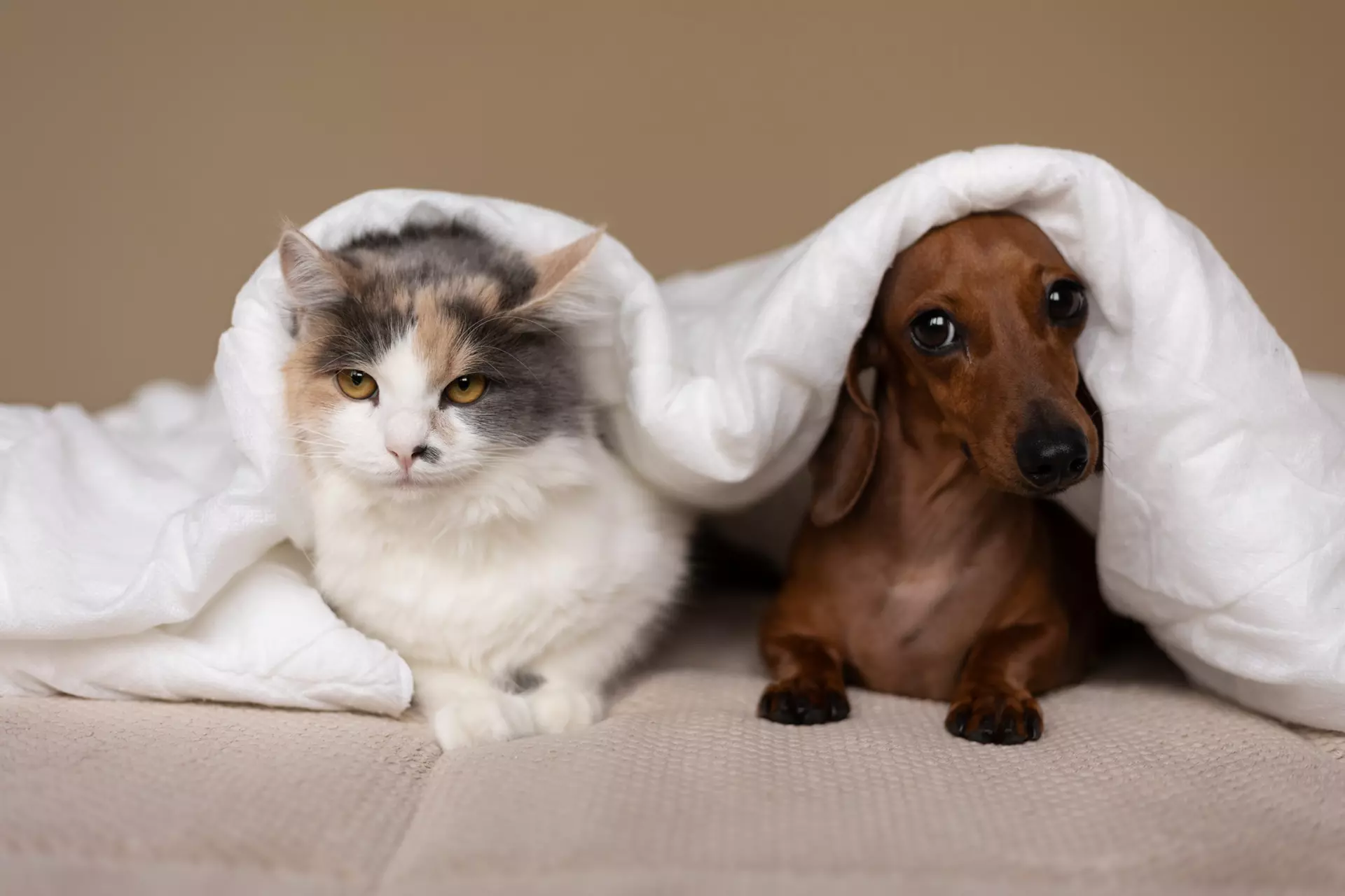 Puppy and Kitten Wellness Care