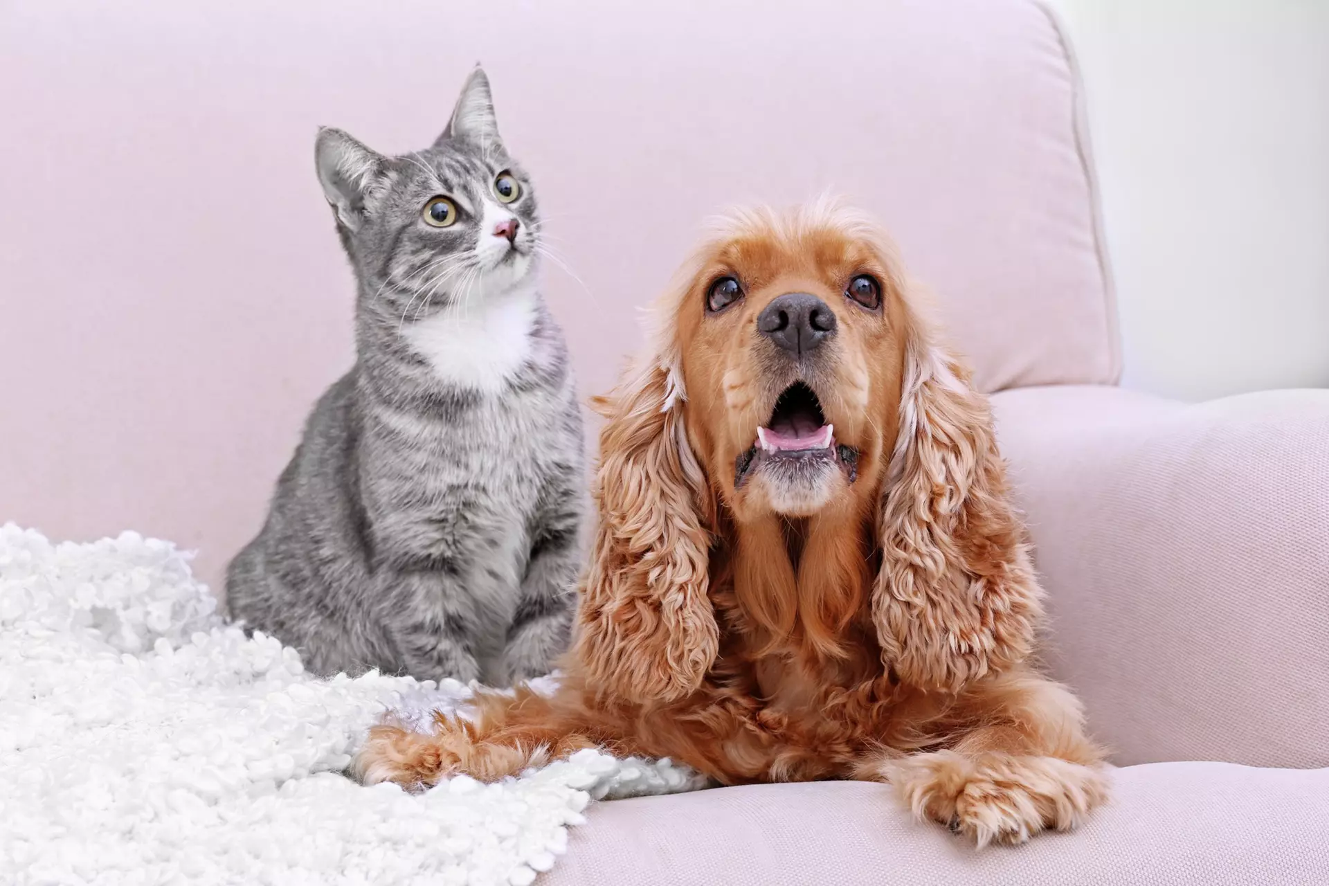 Adult Pet Wellness Care