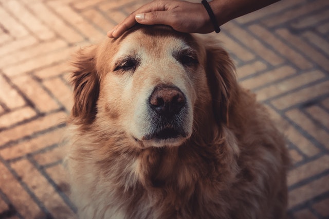 Senior Pet Wellness Care